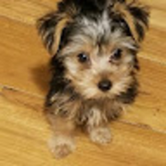 Meet your Posher, Jazmin - Picture 1 of 1